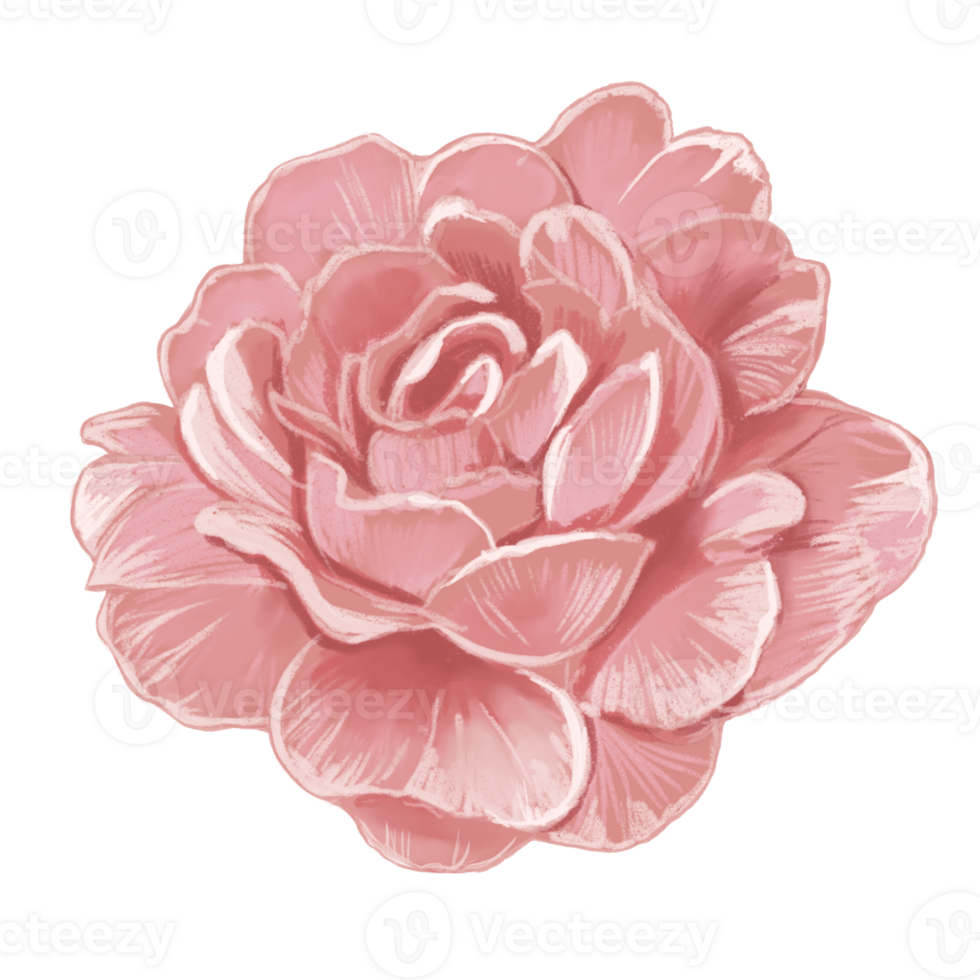Hand drawn rose illustration png