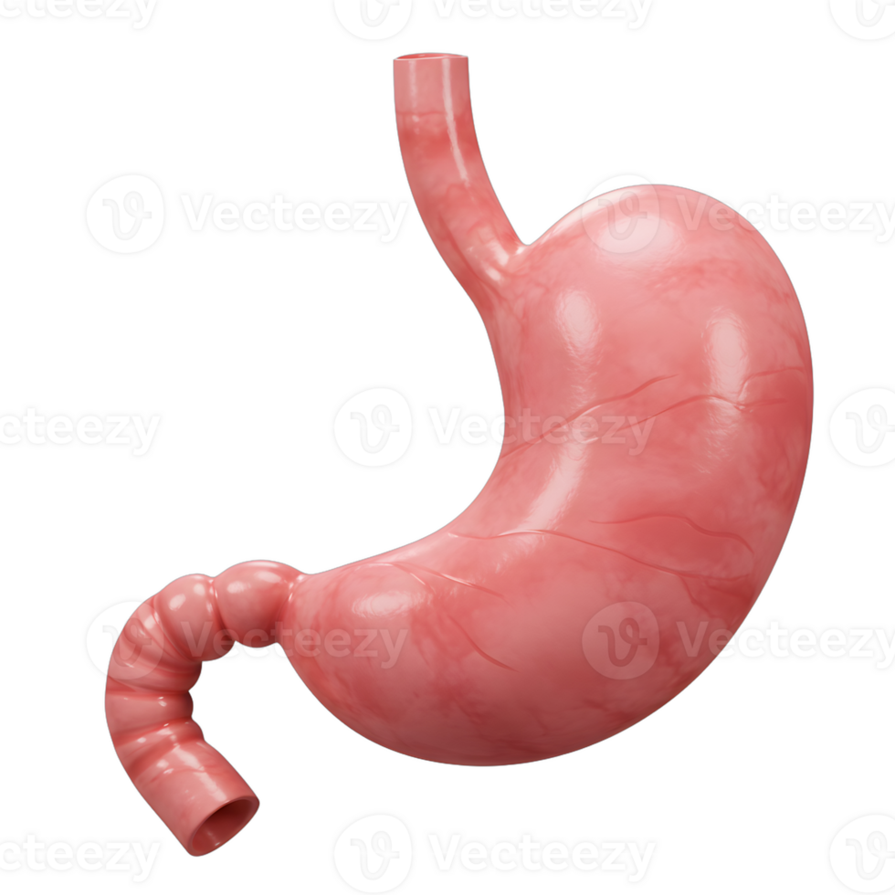 The stomach is shown in a 3d render png