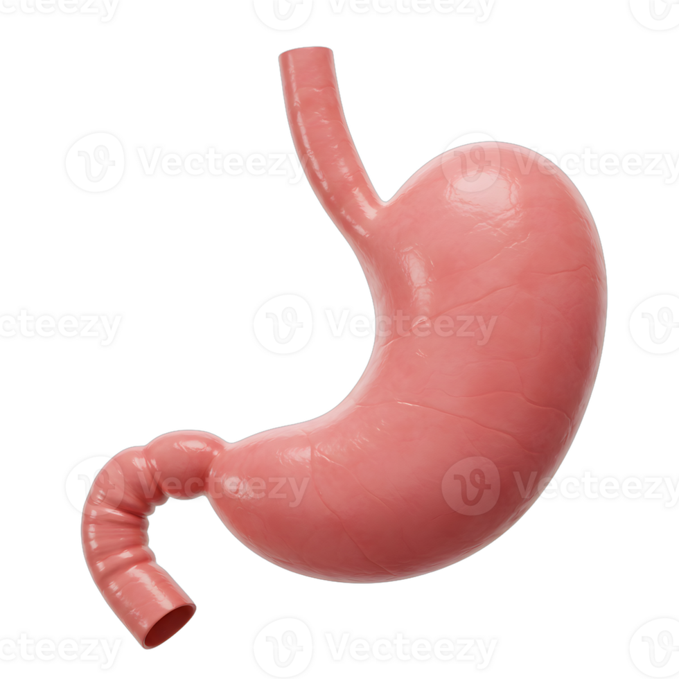 The stomach is shown in this image png