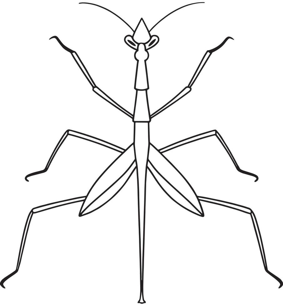 Stick insect elegant drawing for learning and nature coloring fun vector