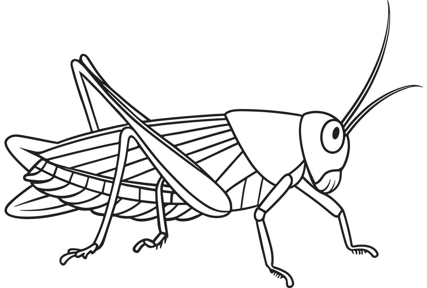 Grasshopper insect anatomy drawing for kids coloring book education vector