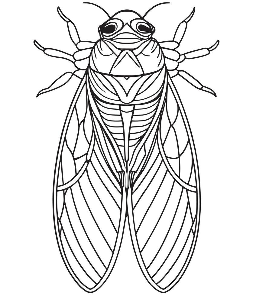 Cicada insect line drawing detailed printable for entomology education vector