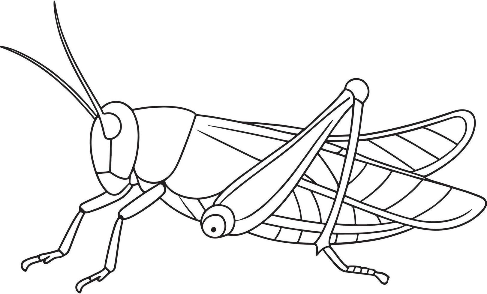 Locust insect detailed illustration for educational coloring books vector
