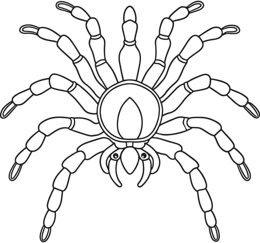 Tarantula spider line art for fun and educational coloring pages vector