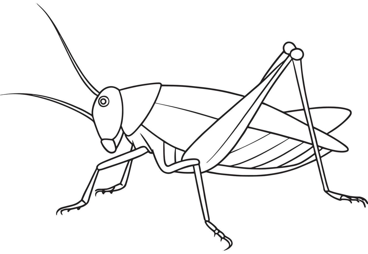 Katydid insect detailed drawing for coloring and science education vector