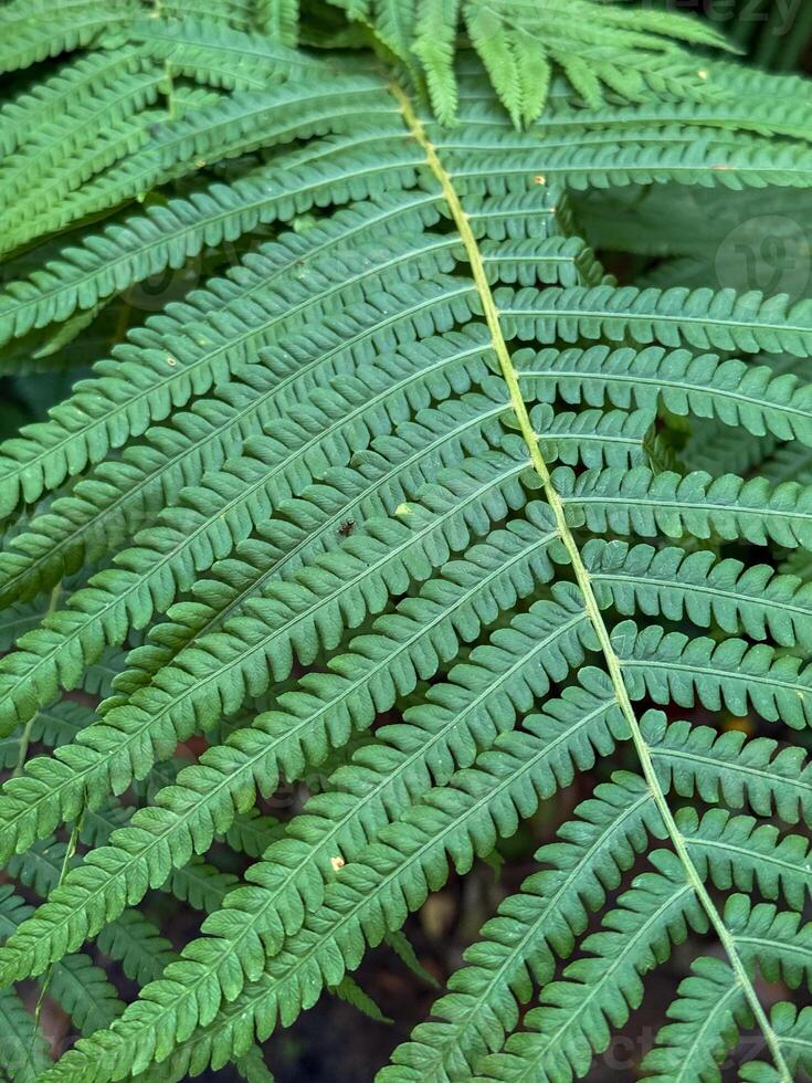 Detailed Close-Up of Vibrant Green Fern Leaf photo