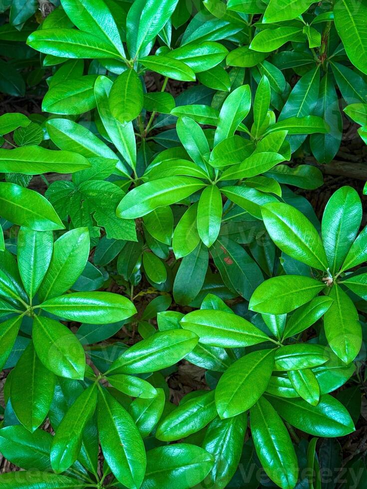 Glossy Green Leaves in Dense Overlapping Foliage photo