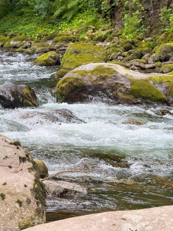 Moss-Covered Rocks in Flowing Stream Amid Lush Greenery photo
