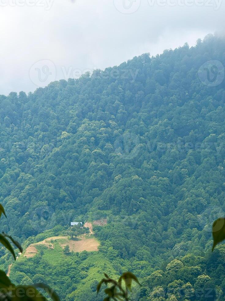 Secluded House Amid Dense Forest on Mountain Slope photo