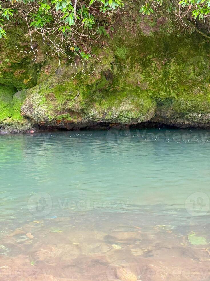 Clear Stream Flowing Over Moss-Covered Rocks in Forest Setting photo