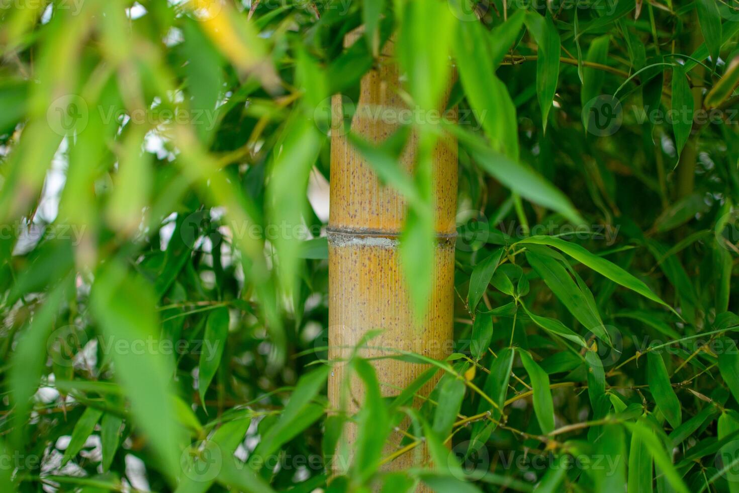 Bamboo Stalk with Dense Green Foliage in Natural Light photo