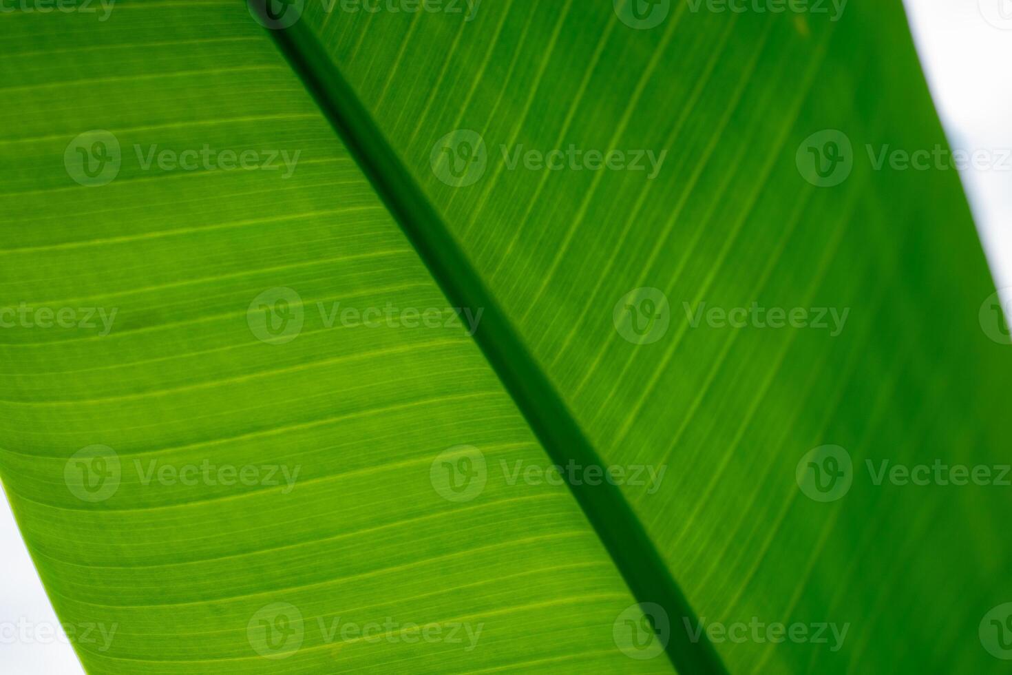 Macro View of Leaf Veins and Texture in Lush Green Tones photo