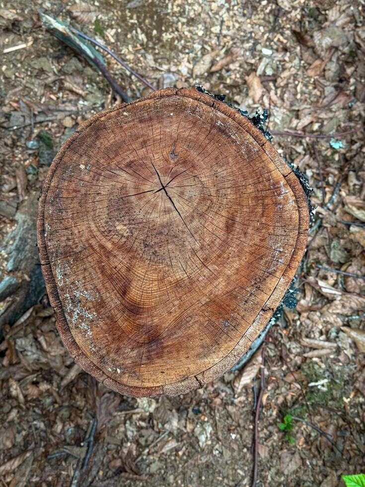 Weathered Tree Stump Revealing Growth Rings in Forest Clearing photo