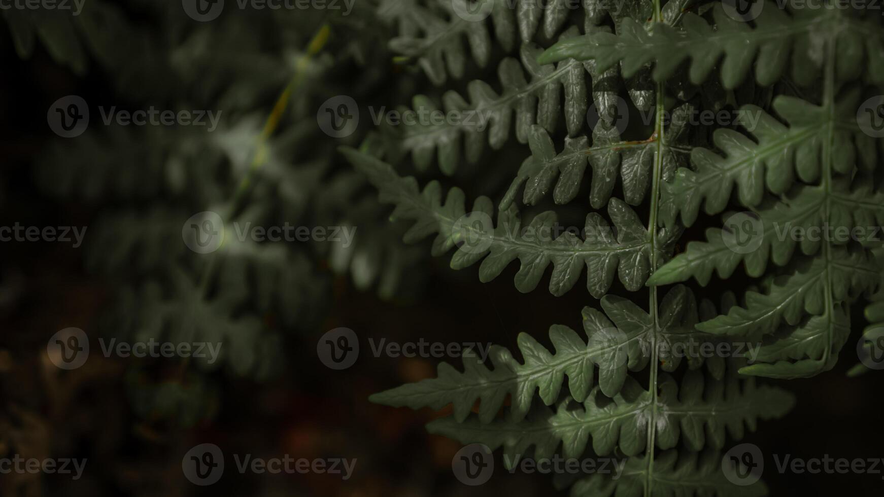 Moody close-up of dark green fern leaves with soft lighting and textured patterns, perfect for natural or abstract backgrounds. photo