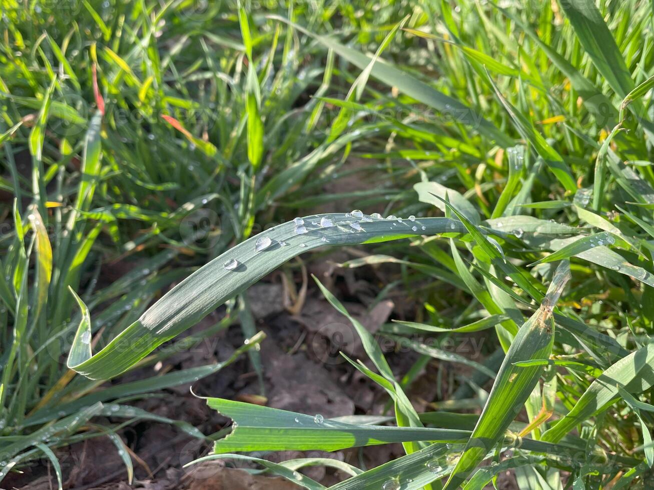 grass macro photography, dew drops on grass, green vegetation in the morning or after rain photo