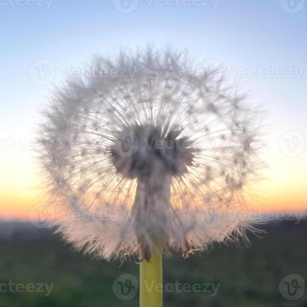 image of dandelion flower against sunset sky, botanical photography, natural background photo