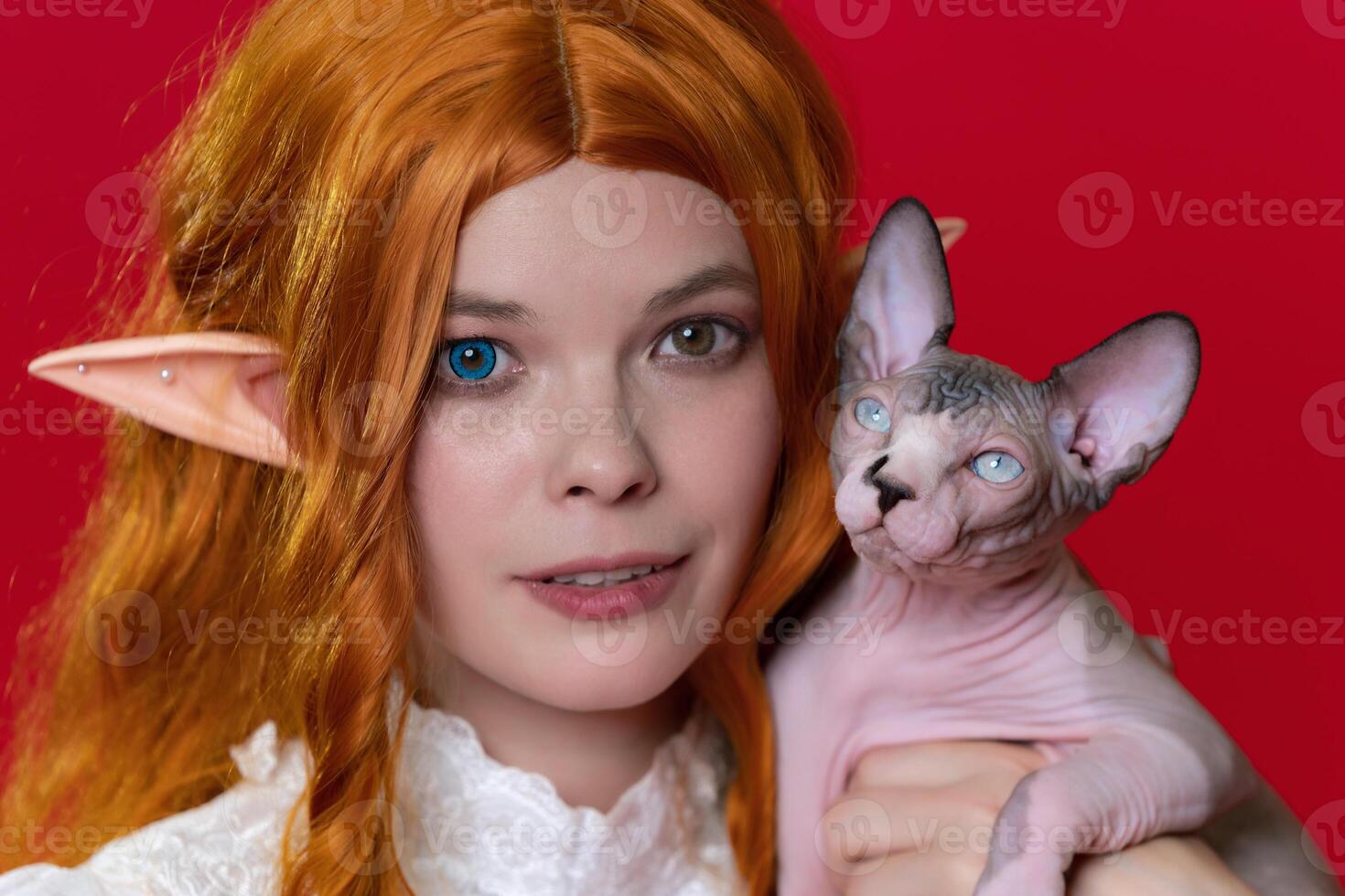 Portrait of ginger young woman cosplay elf in white dress with expressive eyes of different colors, holding Sphinx kitten. Woman with long curly hair looking at camera. Red background. photo