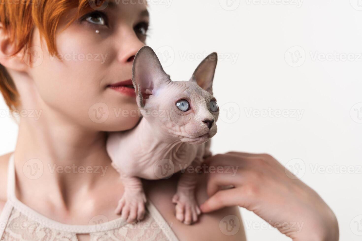 Sphynx Cat blue mink and white color sits on shoulder of young woman and looks away. Close-up view, studio shot on white background. Part series. Selective focus on foreground, shallow depth of field. photo