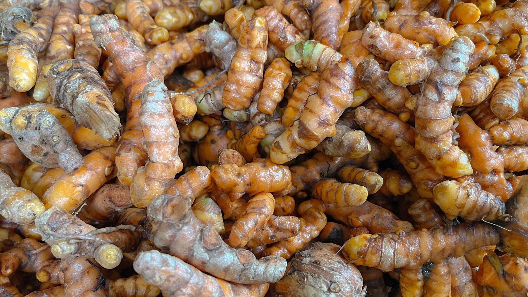 Close Up of Raw Turmeric Rhizomes. Harvested Turmeric Roots for Traditional Medicine Fresh Yellow Turmeric for Cooking and Healing photo