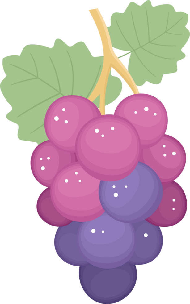 Cartoon-style grapes with pink and purple berries and green leaves on a stem. png