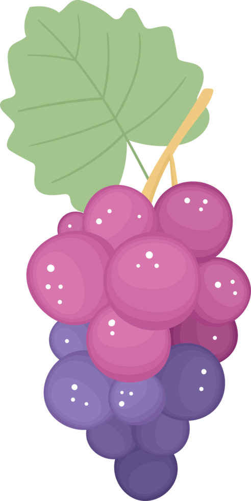 Illustration of grapes with a big green leaf and short yellow stem. png