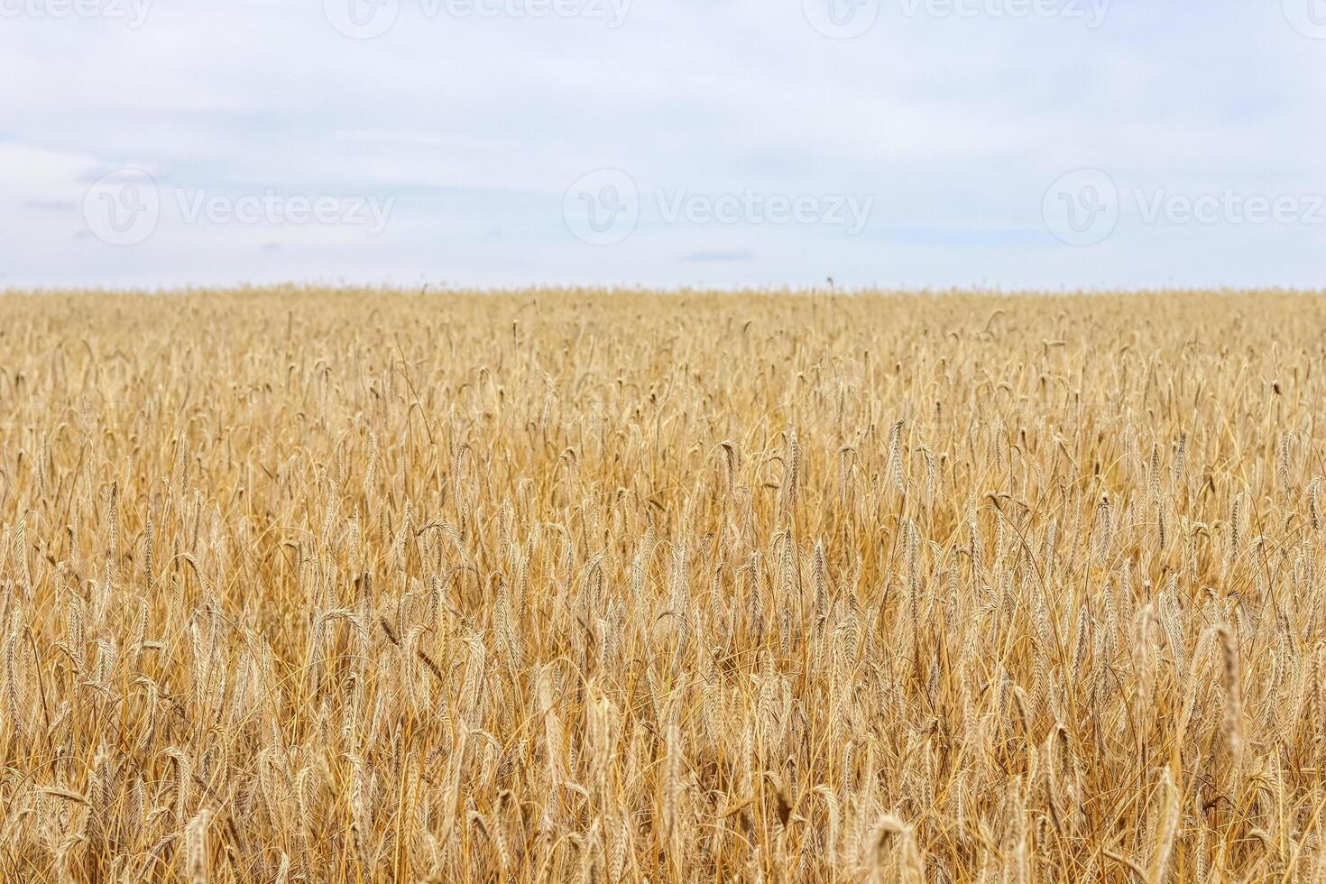 Vast golden wheat field stretching to the horizon under a soft, cloudy sky, perfect for themes of agriculture, harvest, and natural landscapes. photo