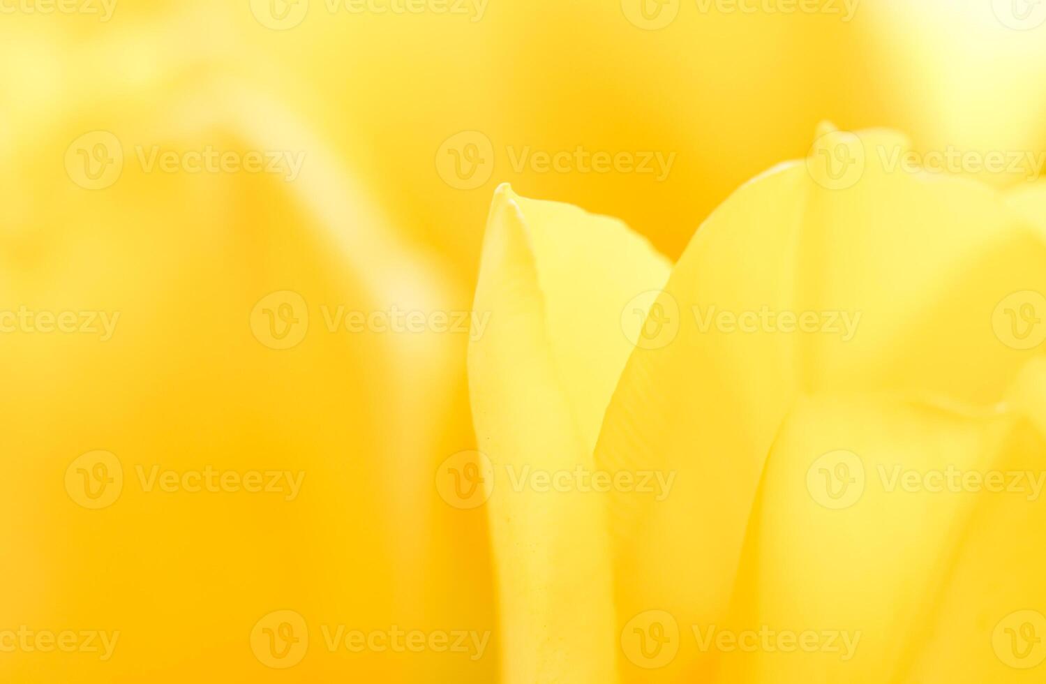 Abstract floral background, yellow tulip flower. Macro flowers backdrop for holiday brand design photo