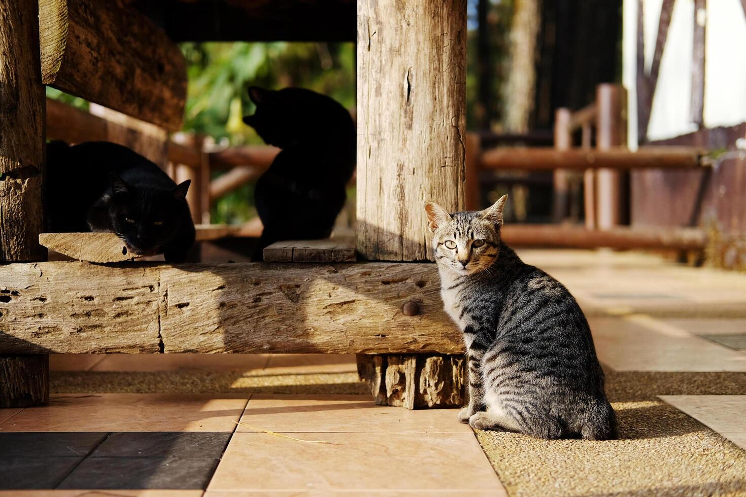 Adorable tabby striped grey cat with couple black cats sitting on terrace in natural sunlight in countryside of Asian photo