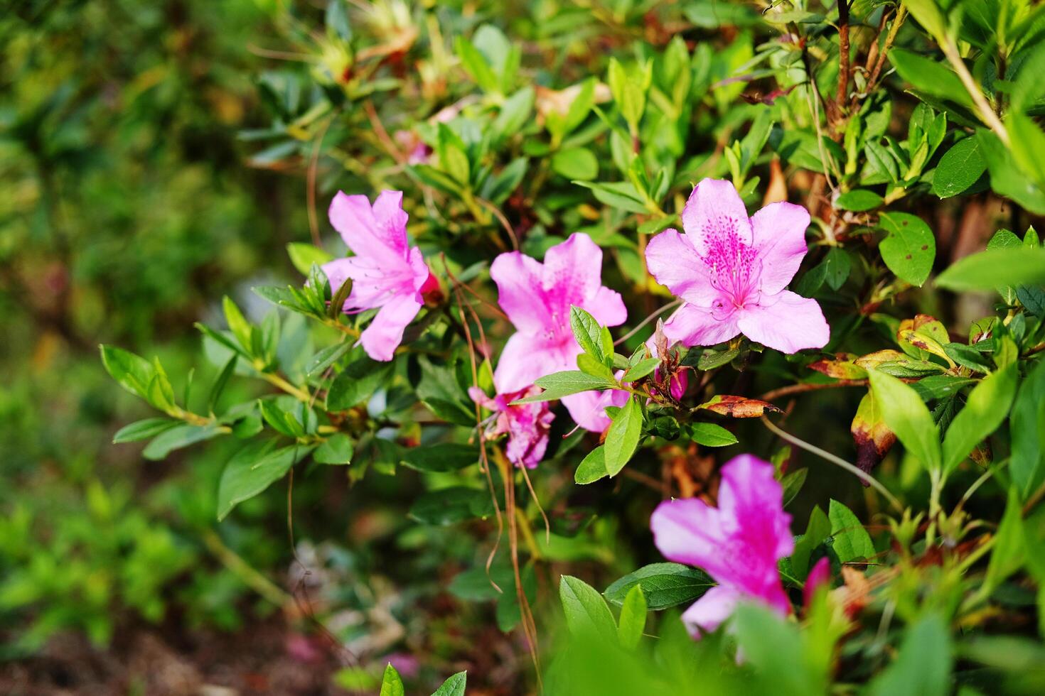 Blooming fresh pink Azalea flowers meadow in natural sunlight decorated in garden photo