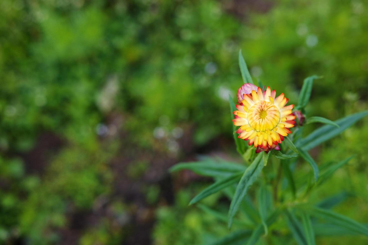 Blooming fresh yellow straw flower or paper daisy meadow in natural sunlight decorated in garden. Copy space photo