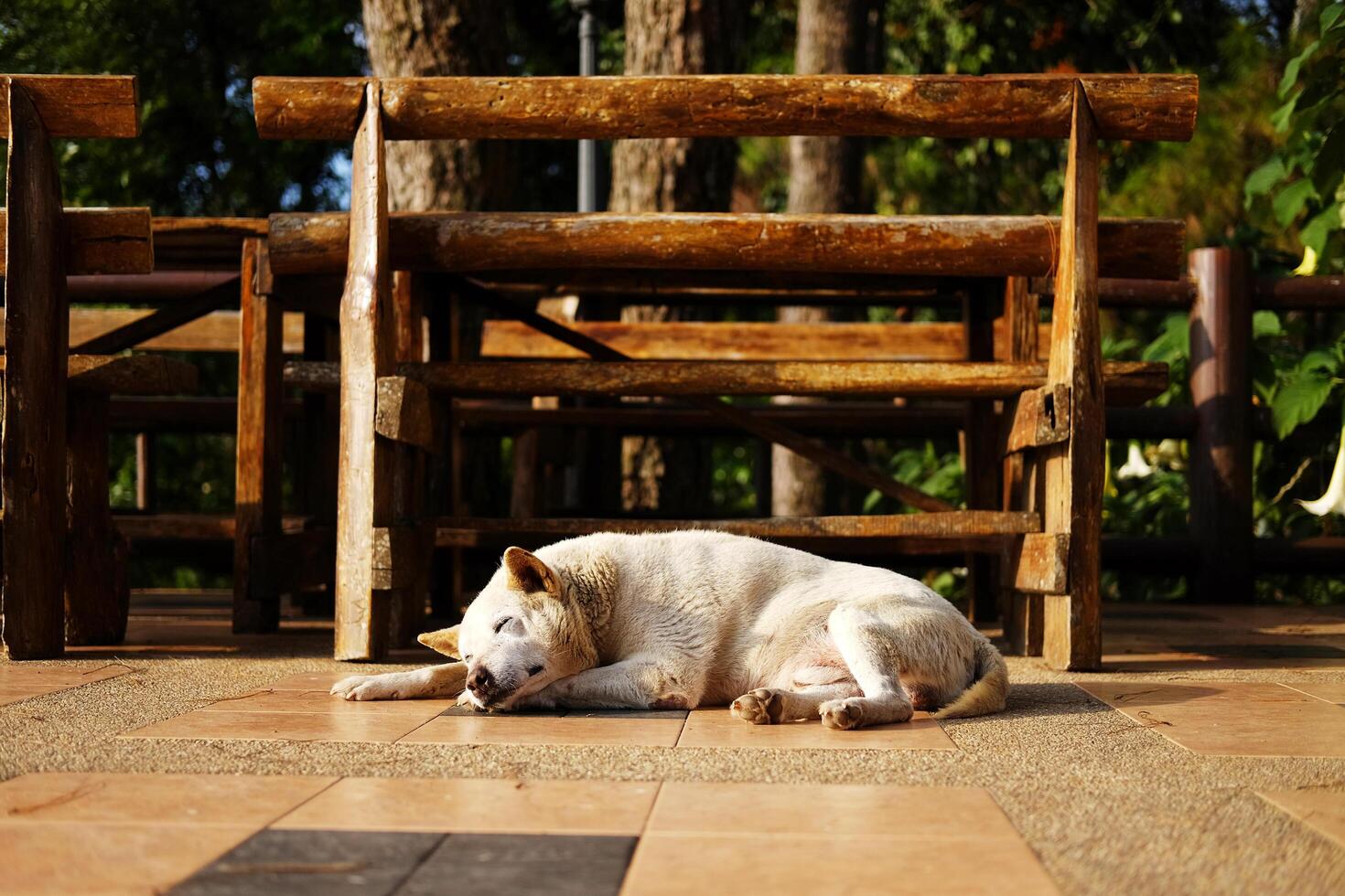 Adorable local white dog sleeping on terrace in natural sunlight in countryside of Asian photo