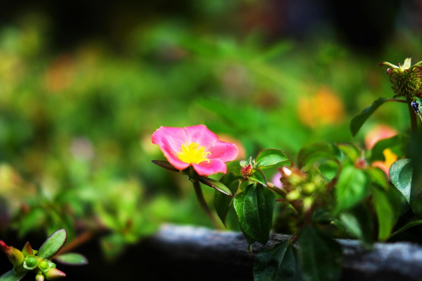 Blooming fresh pink Common Purslane or moss rose flower on green lawn grass in natural sunlight shining day in garden. Copy space photo