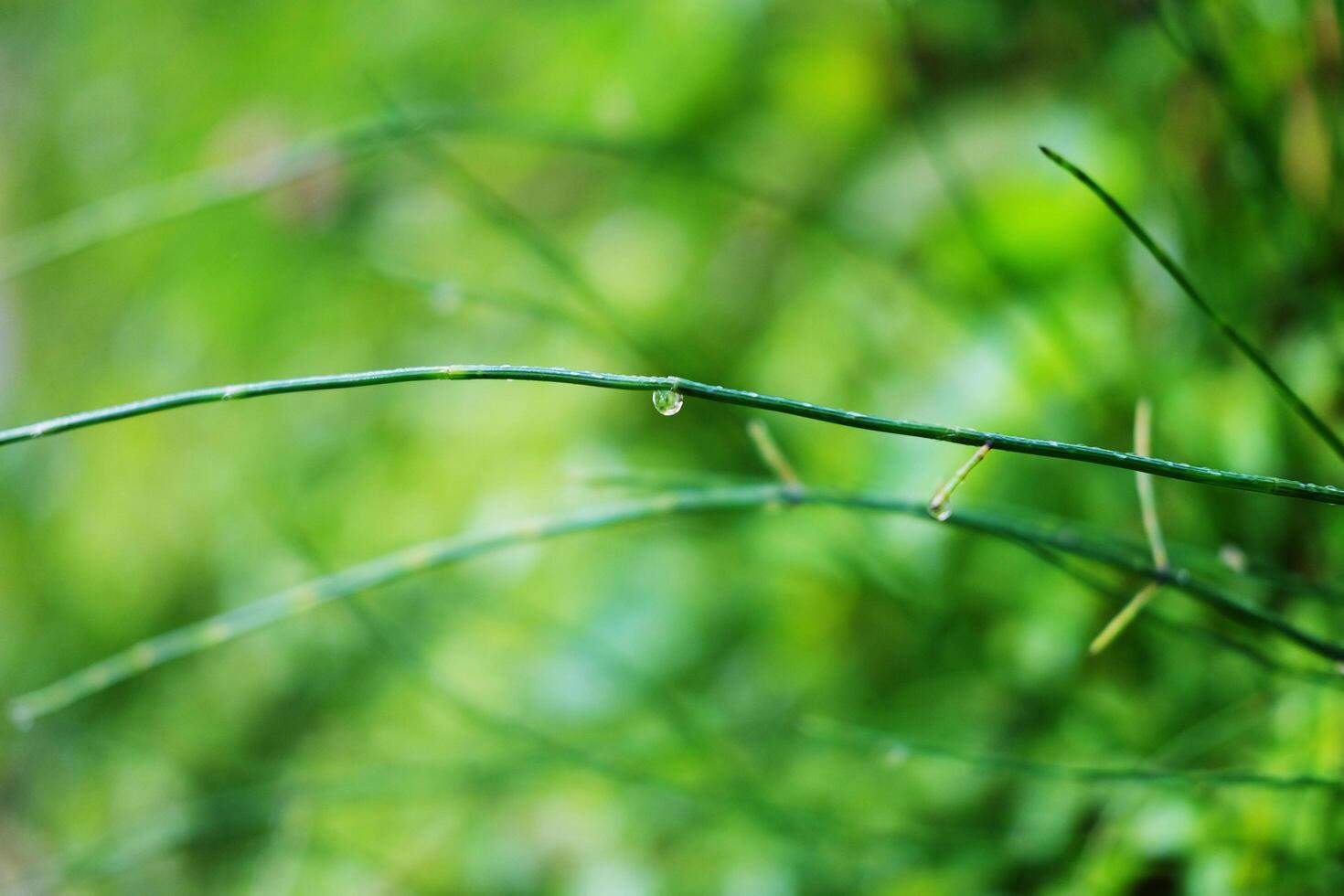 Close up fresh green grass with dew drops in freshness and coolness in natural sunlight of tropical garden background photo