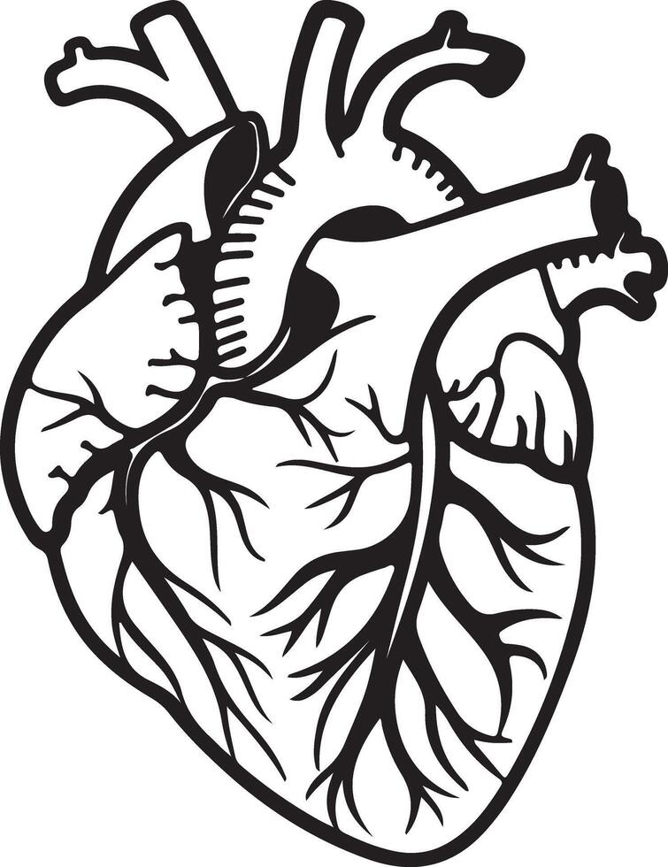 Detailed Black and White Illustration of a Human Heart, Anatomical Drawing Showing Intricate Vessels and Chambers, Powerful and Dramatic Medical Art vector