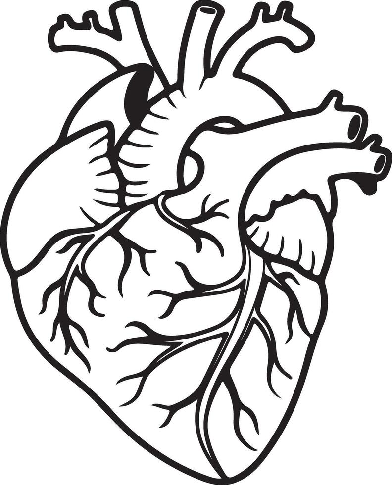 Intricate Line Drawing of a Human Heart, Anatomical Illustration, Detailed Medical Art, Black and White, Scientific, Symbolic vector