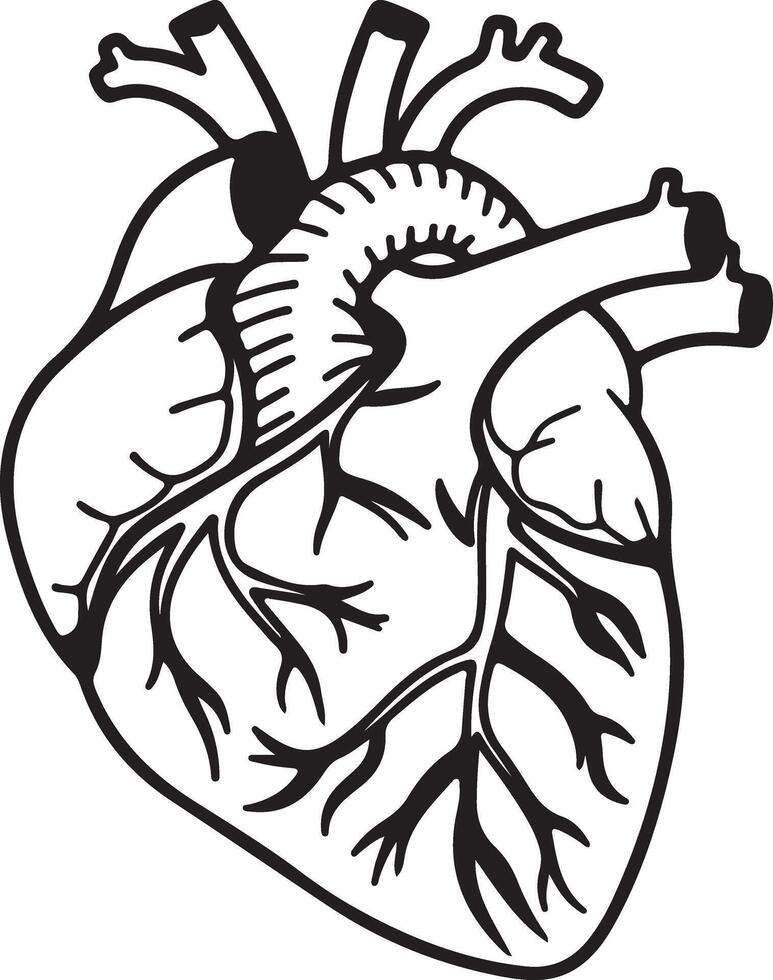 Detailed Line Art Drawing of a Human Heart Anatomy Illustration with Intricate Vessels and Chambers, a Striking Monochrome Medical Image vector
