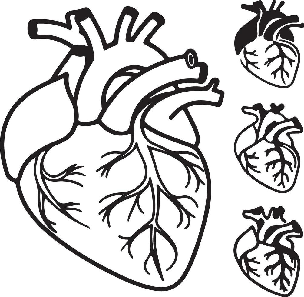 Detailed Line Art Illustration of a Human Heart Anatomical Study, Showing Vessels and Chambers, Simple Black and White Design vector