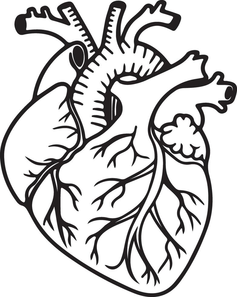 Detailed Line Art Drawing of a Human Heart, Anatomical Illustration, Medical Graphic, Intricate Design, Black and White, Detailed, Artistic, Symbolic vector