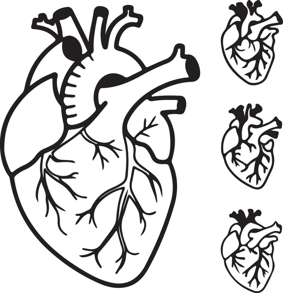 Detailed Anatomical Illustration of a Human Heart with Three Smaller Hearts, a Striking Black and White Drawing for Medical or Artistic Use vector
