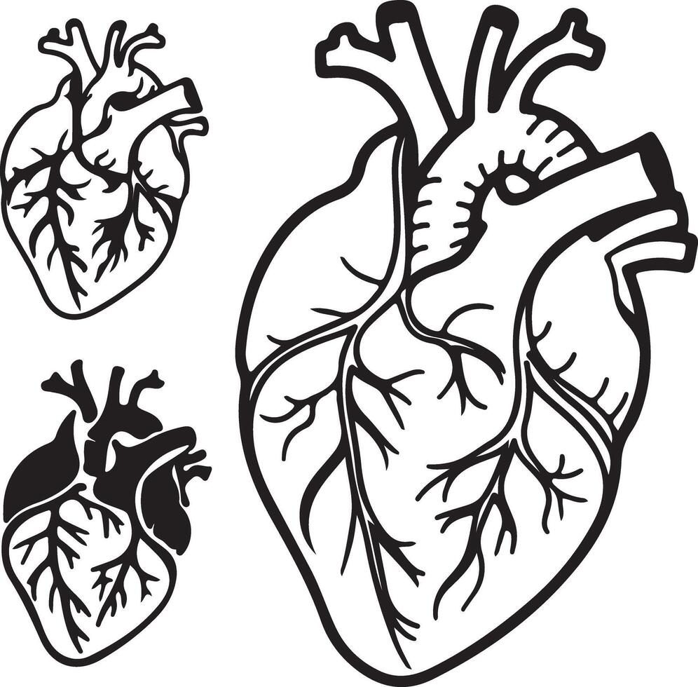 Detailed Anatomical Heart Illustrations Three Black and White Drawings of a Human Heart Showing Vessels, Ideal for Medical Education or Artistic Inspiration vector