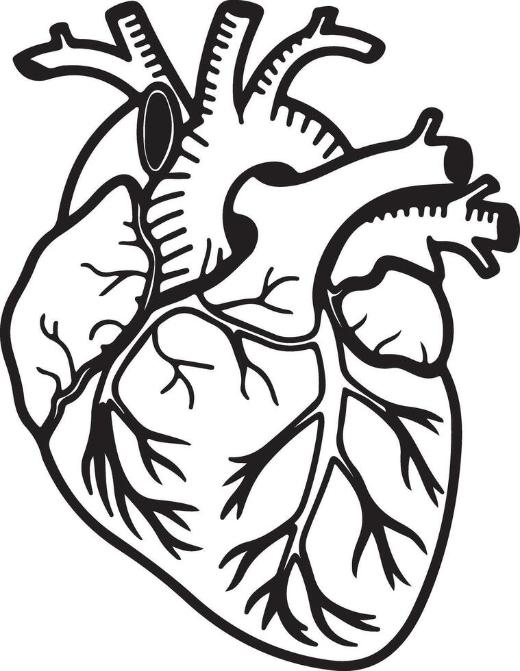 Detailed Line Drawing of a Human Heart Anatomical Illustration of the Cardiovascular System in Monochrome vector