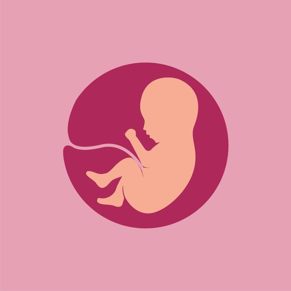 fetus baby image illustration vector