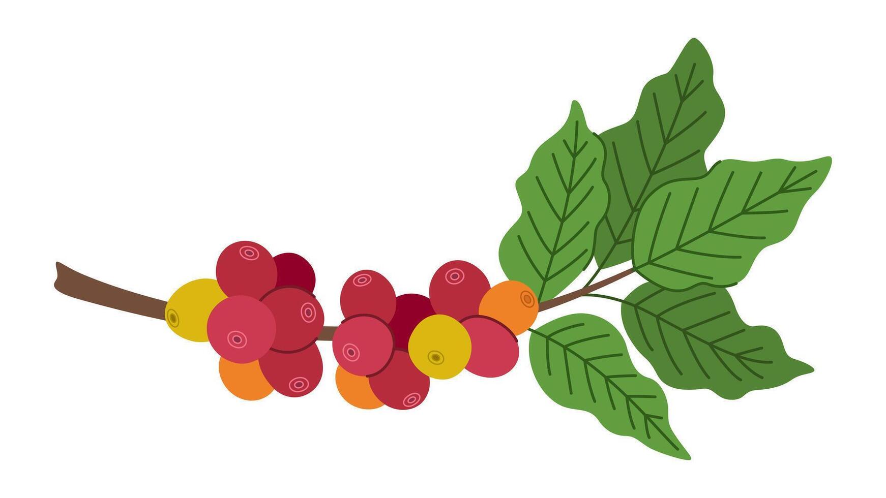 cartoon coffee tree branch with berries and leaves. vector