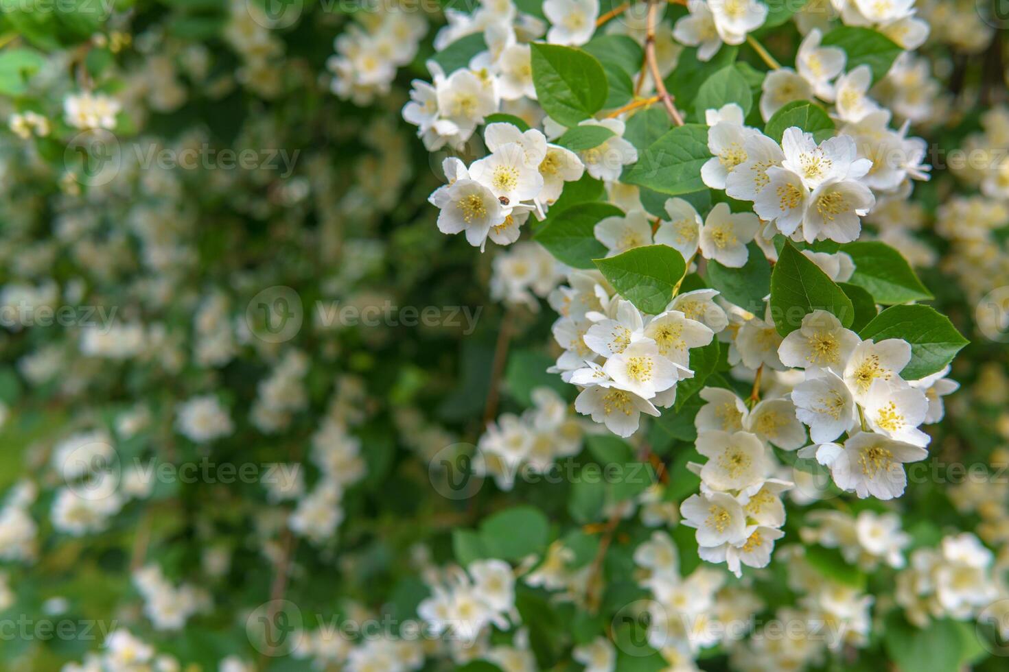 A blooming jasmine bush radiates gentle beauty, its white petals scattered across the green grass below. The moment captures fragility and peace. photo
