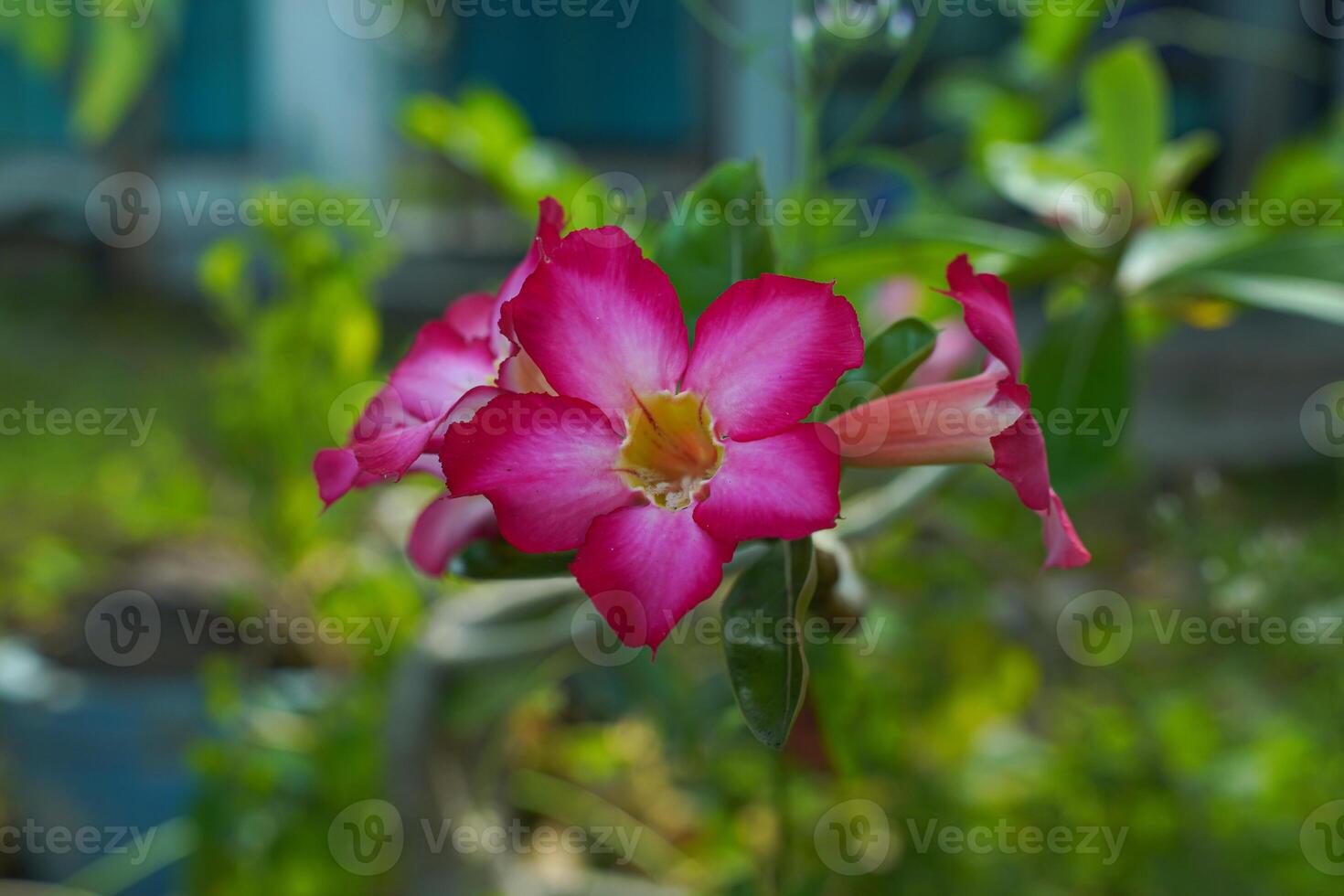 Pink flowers blooming on a stem photo