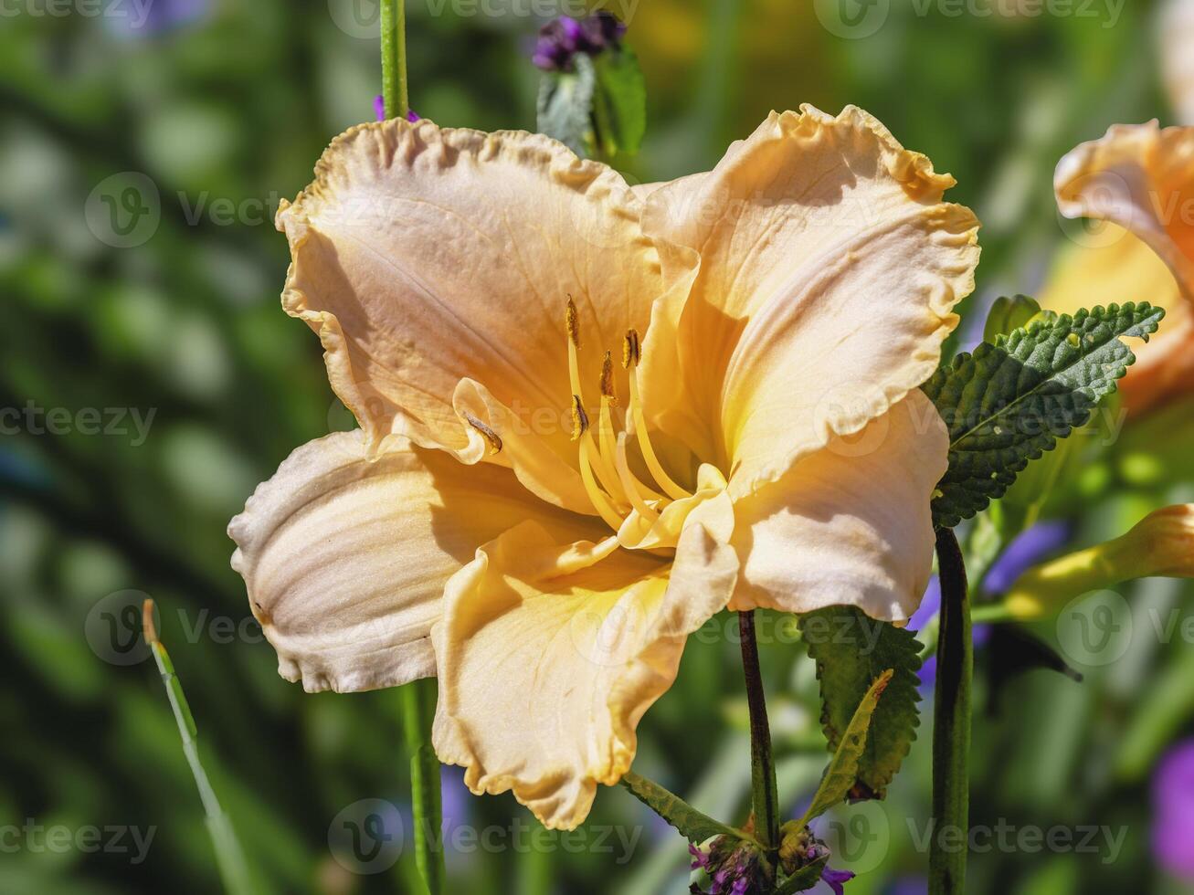 Peach Hemerocallis daylily flower, variety Michelle Coe photo