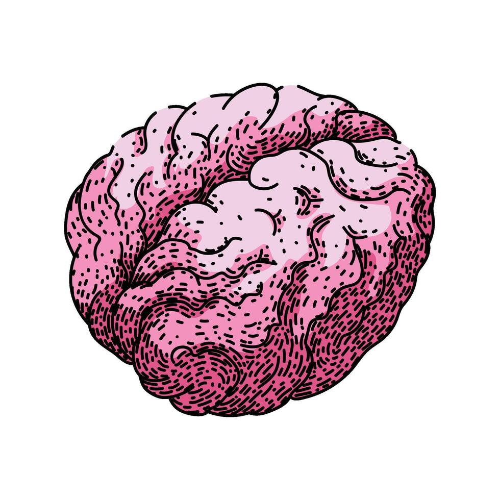 cognition brain sketch hand drawn item vector