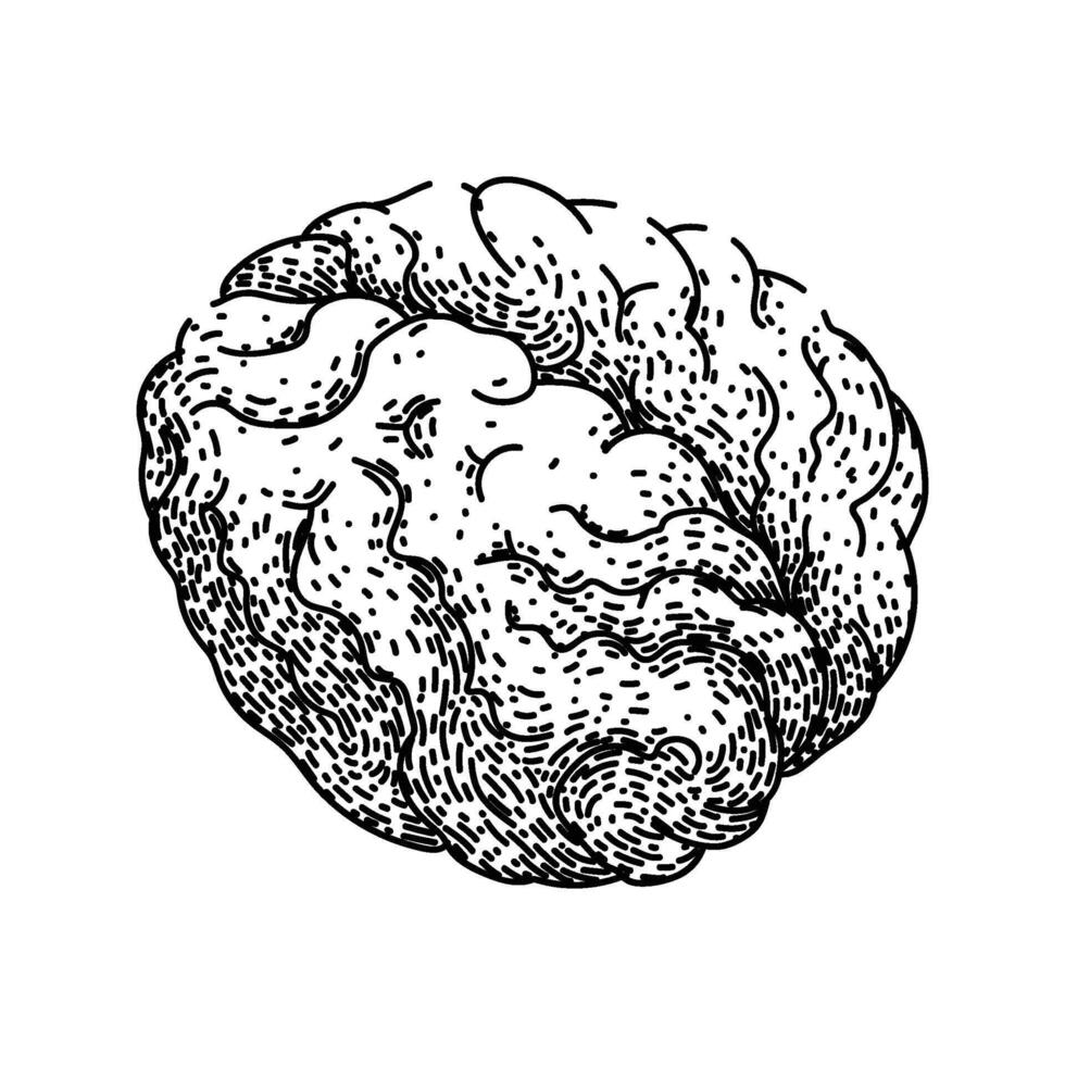 cognition brain sketch hand drawn element vector