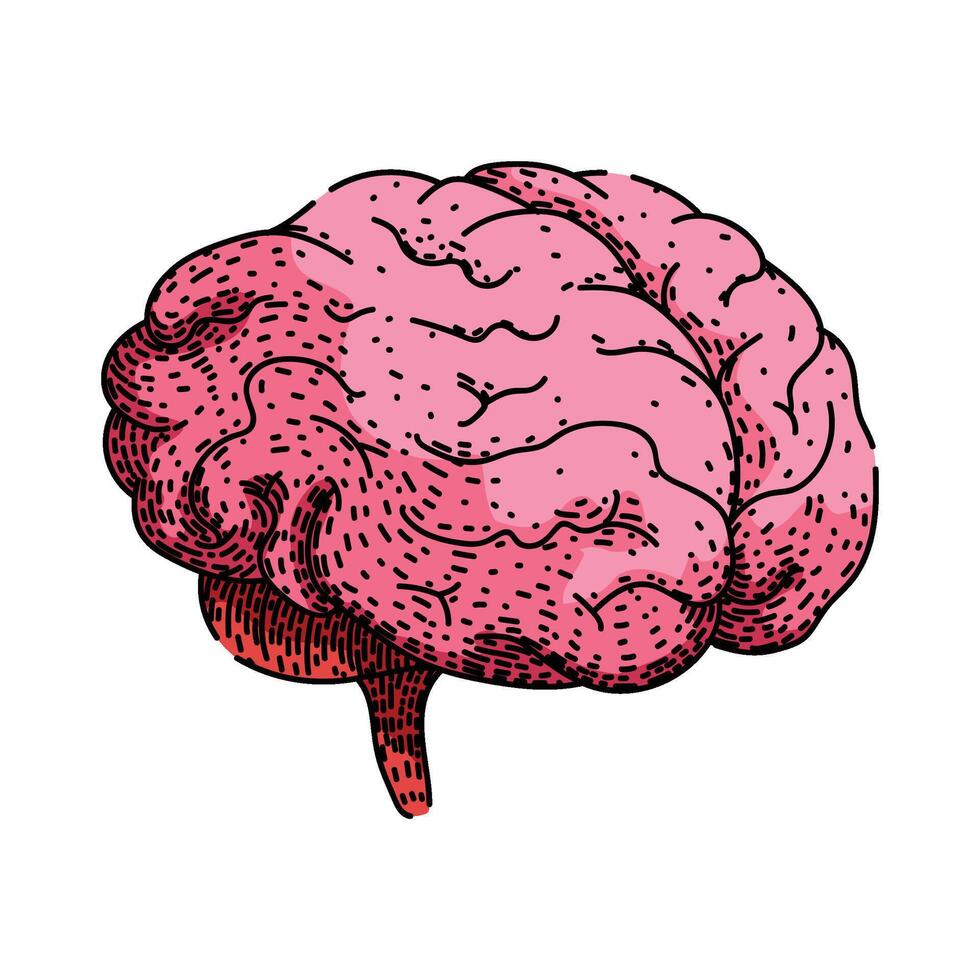 memory brain sketch hand drawn item vector