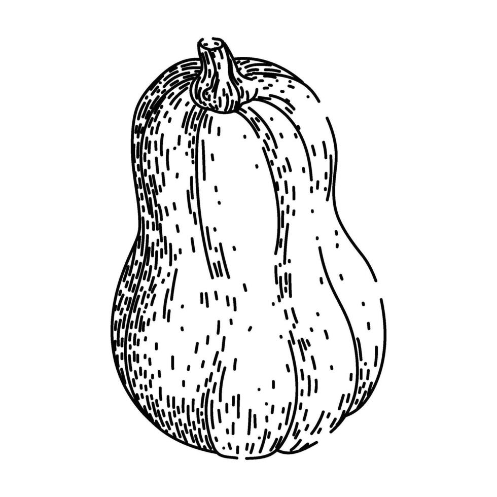 harvest pumpkin sketch hand drawn black vector